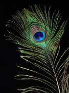 Plume de PAON ! <br />Format: 60 x 80 cm