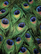 Des PLUMES ! <br />Format: 60 x 80 cm