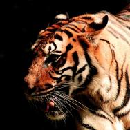 TIGRE ! <br />Format: 40 x 40 cm